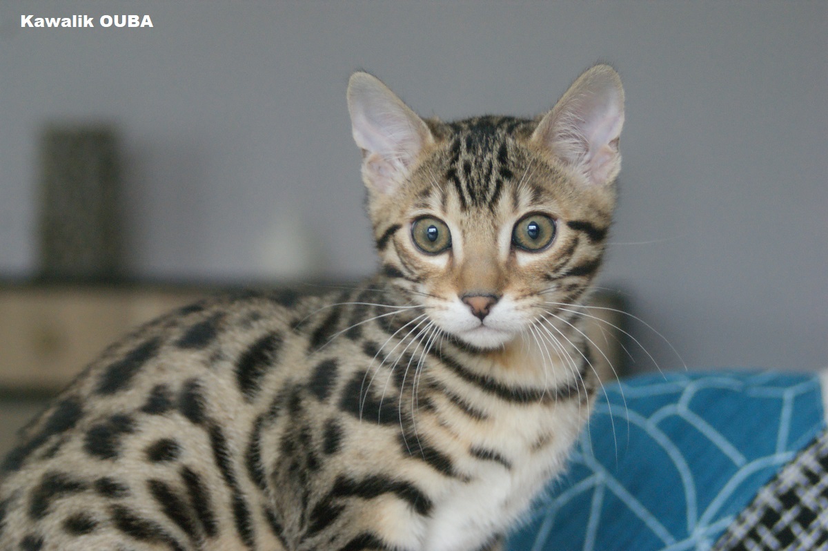 bengal kitten